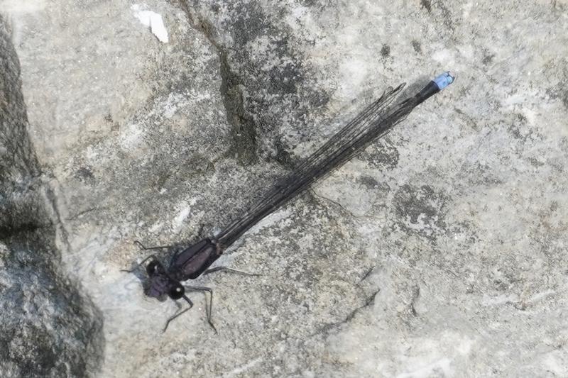 Photo of Blue-tipped Dancer