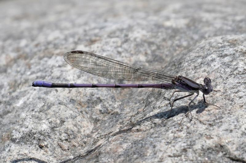 Photo of Variable Dancer (Violet Dancer ssp.)