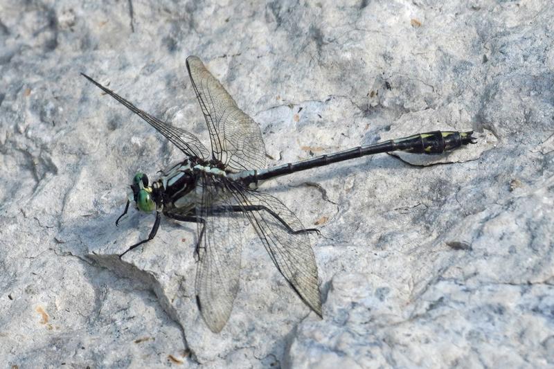 Photo of Black-shouldered Spinyleg