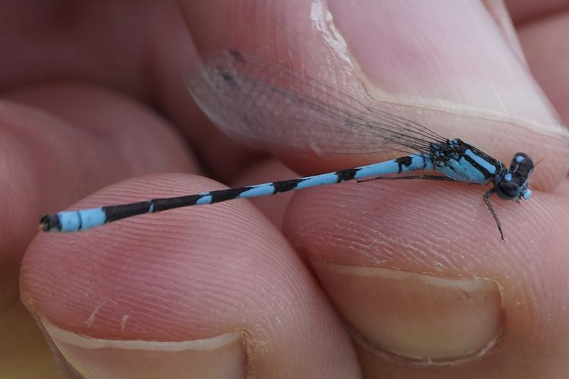 Photo of Marsh Bluet