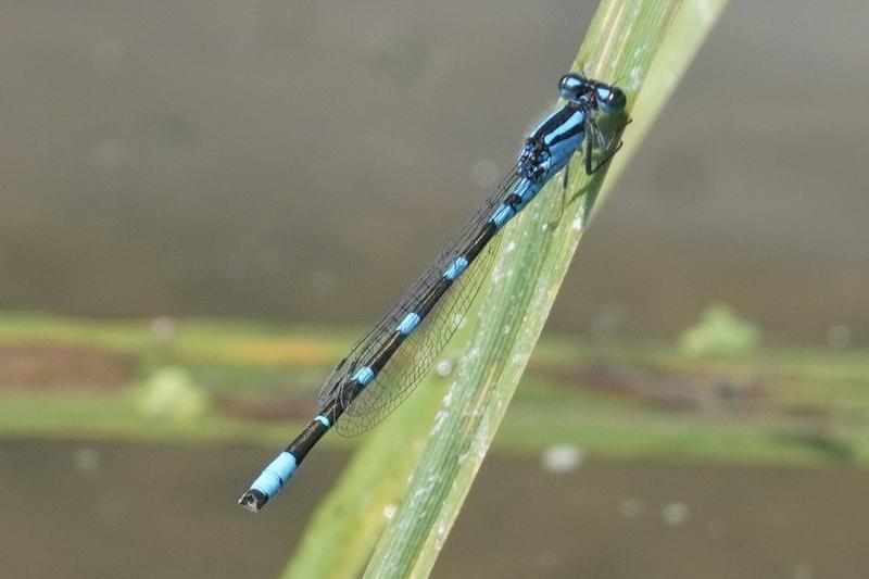 Photo of Tule Bluet