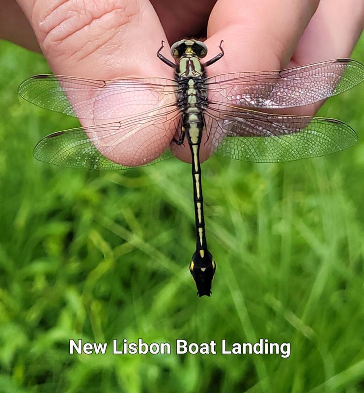 Photo of Midland Clubtail