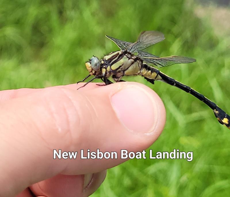 Photo of Midland Clubtail