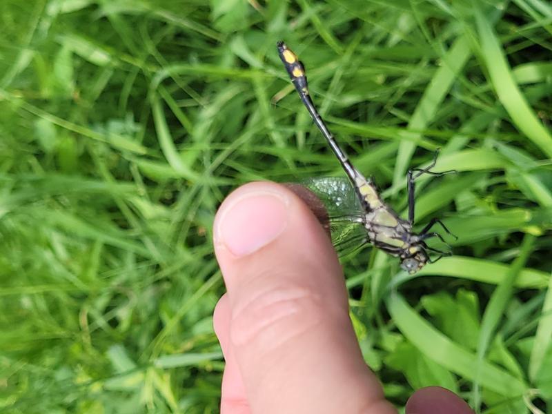 Photo of Midland Clubtail