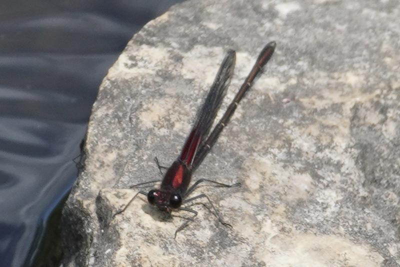 Photo of American Rubyspot