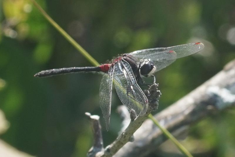 Photo of Crimson-ringed Whiteface