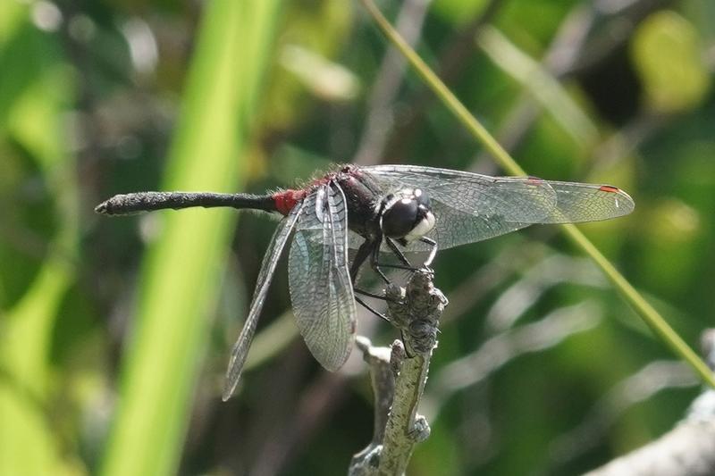 Photo of Crimson-ringed Whiteface