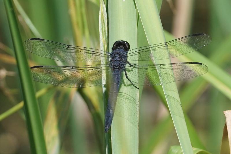 Photo of Slaty Skimmer