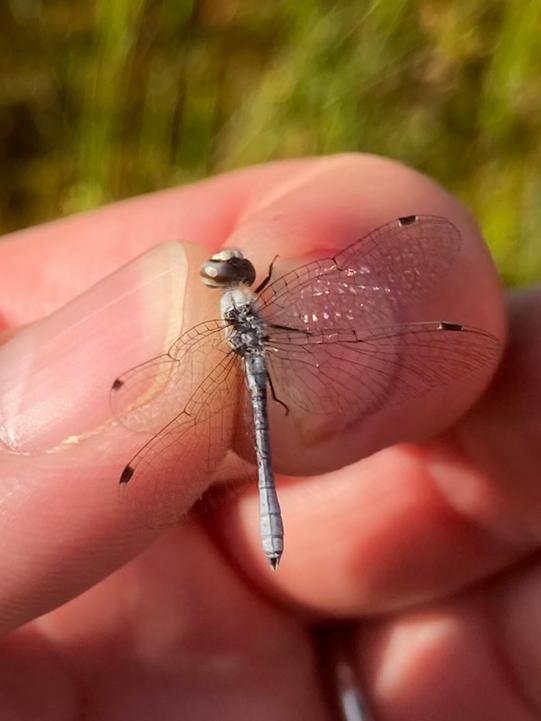 Photo of Elfin Skimmer