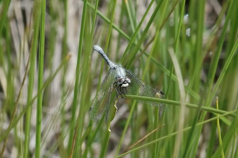 Photo of Elfin Skimmer