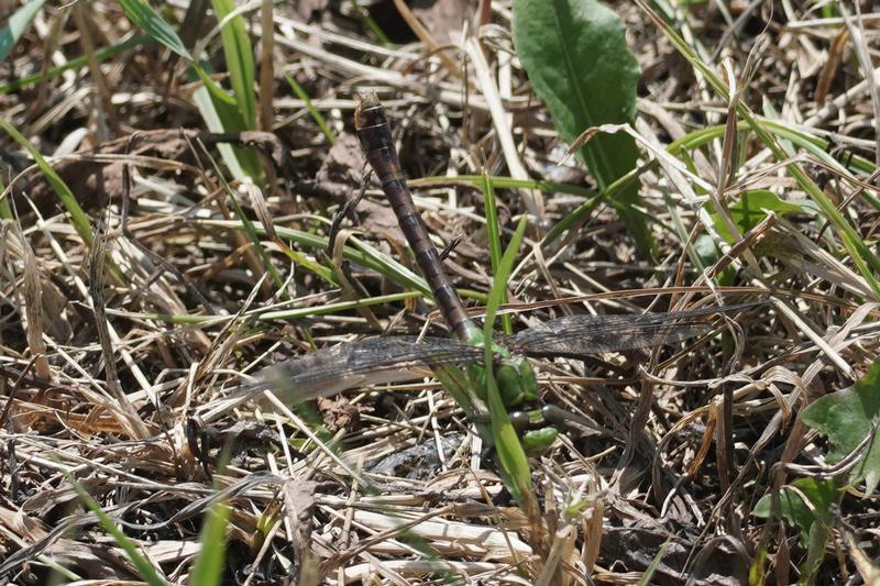 Photo of Rusty Snaketail