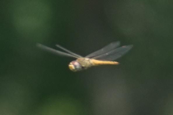 Photo of Wandering Glider