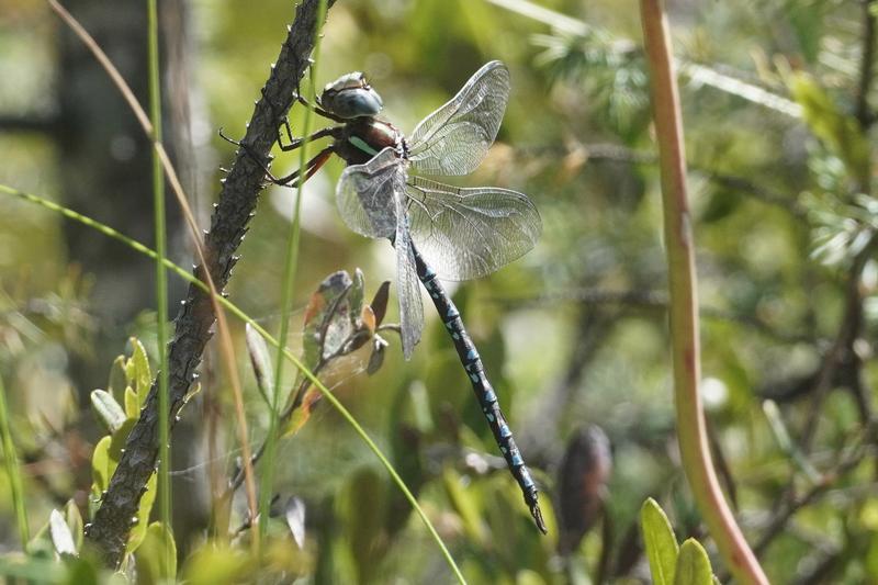 Photo of Black-tipped Darner