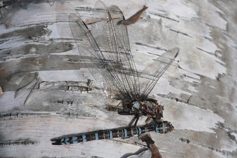 Photo of Mottled Darner