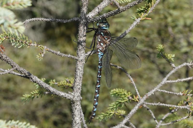 Photo of Variable Darner