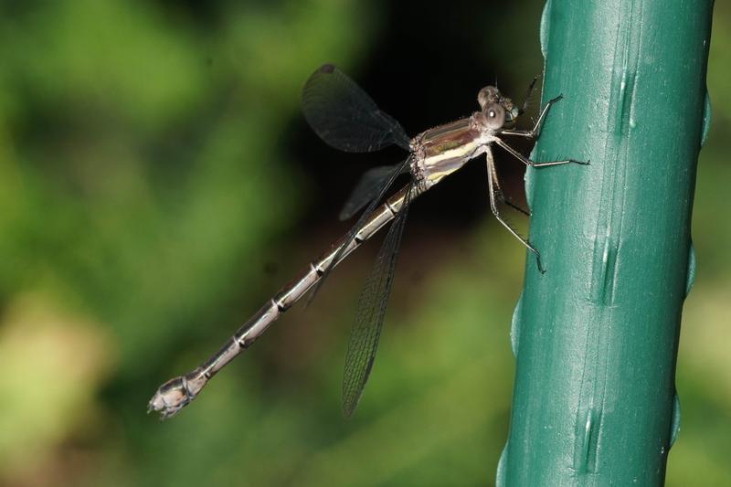 Photo of Great Spreadwing