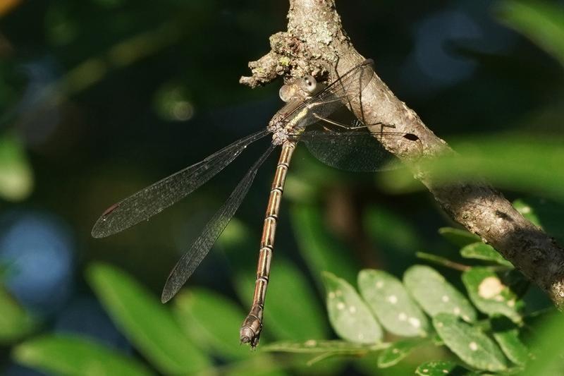 Photo of Great Spreadwing