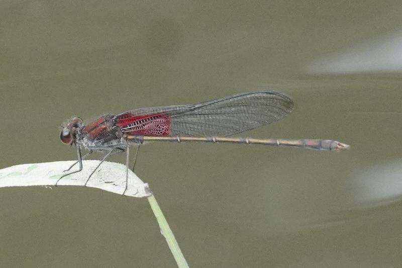 Photo of American Rubyspot