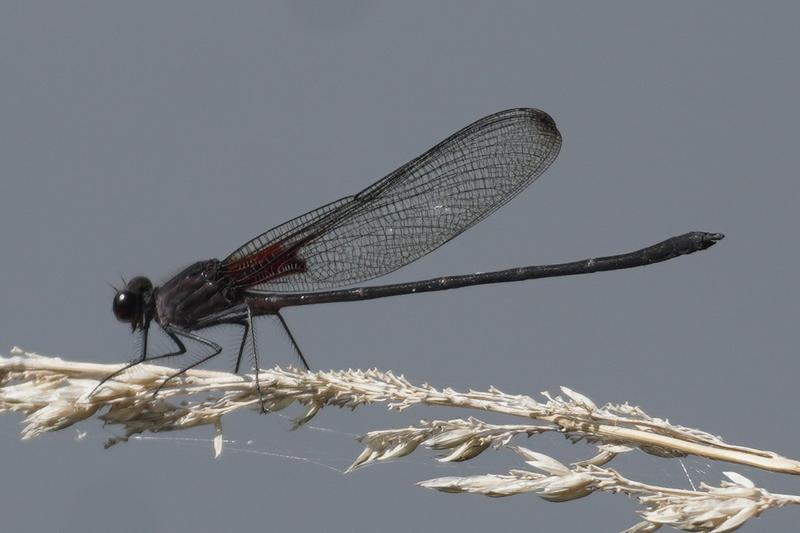 Photo of Smoky Rubyspot