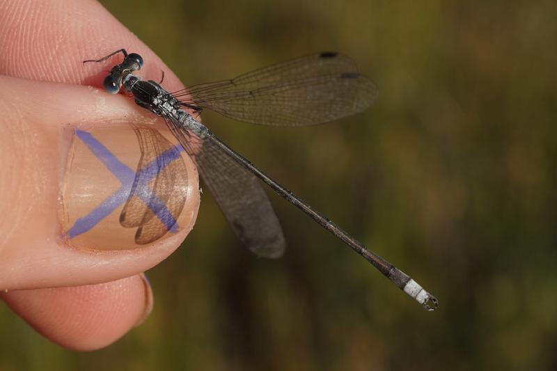 Photo of Northern Spreadwing