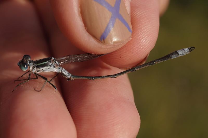 Photo of Northern Spreadwing