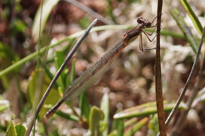 Photo of Southern Spreadwing