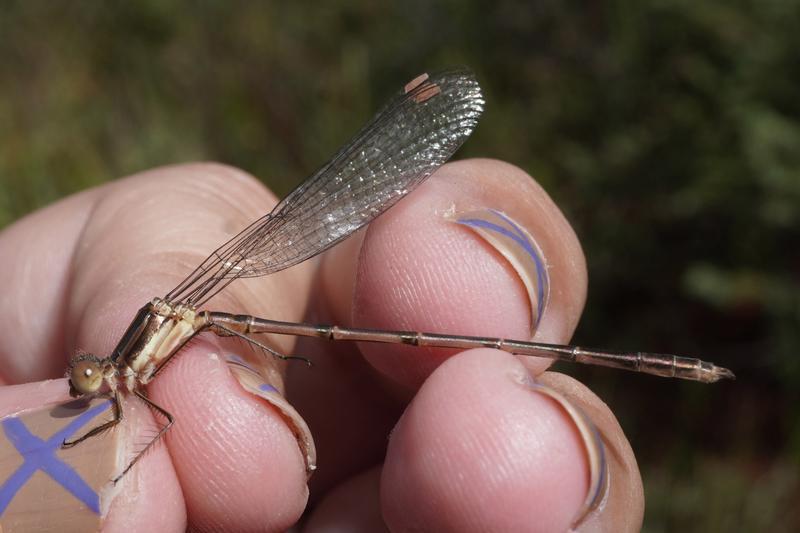 Photo of Southern Spreadwing