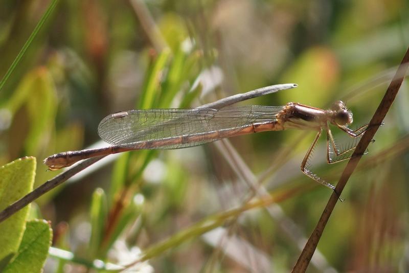 Photo of Southern Spreadwing