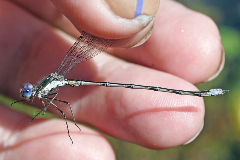 Photo of Spotted Spreadwing