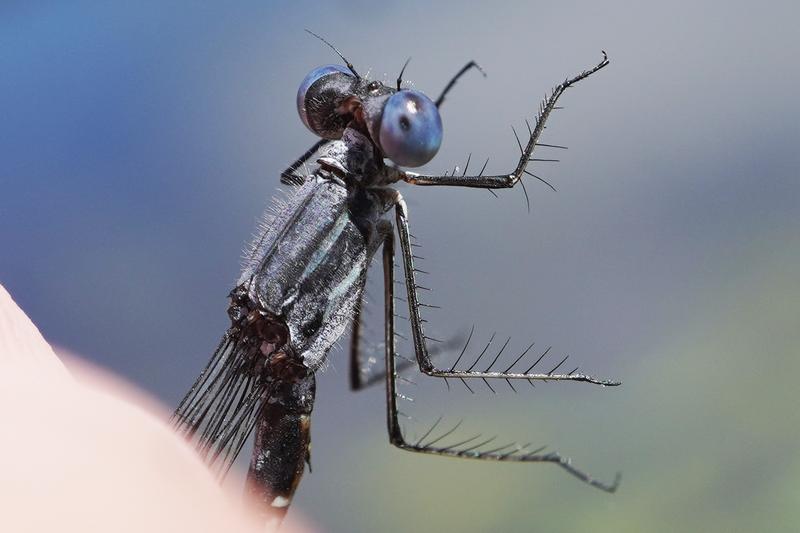 Photo of Sweetflag Spreadwing