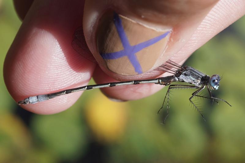 Photo of Sweetflag Spreadwing