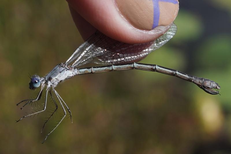 Photo of Sweetflag Spreadwing