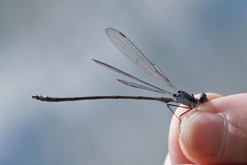 Photo of Swamp Spreadwing