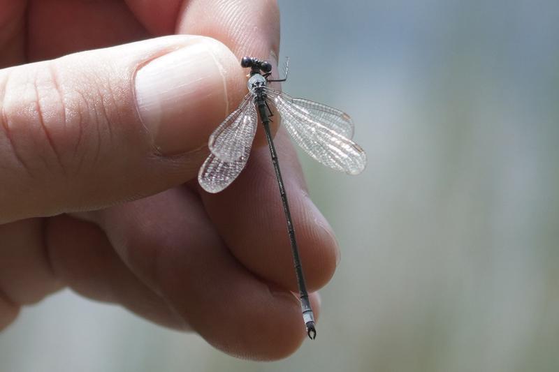 Photo of Swamp Spreadwing