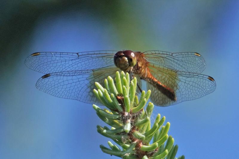 Photo of Band-winged Meadowhawk