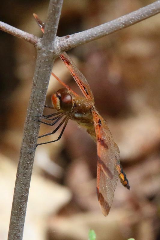 Photo of Painted Skimmer