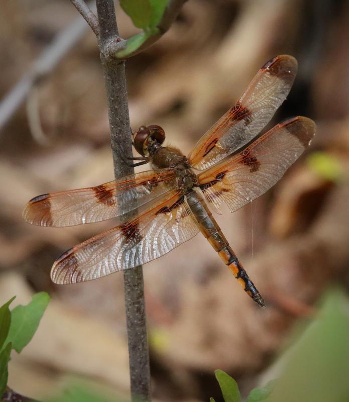 Photo of Painted Skimmer