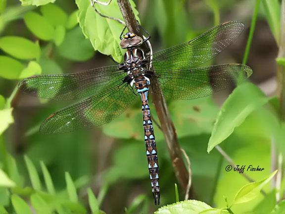 Photo of Springtime Darner