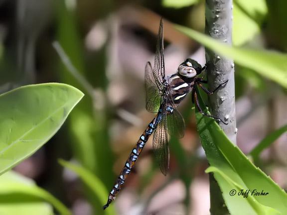 Photo of Springtime Darner