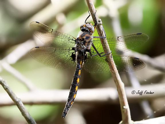 Photo of Beaverpond Baskettail