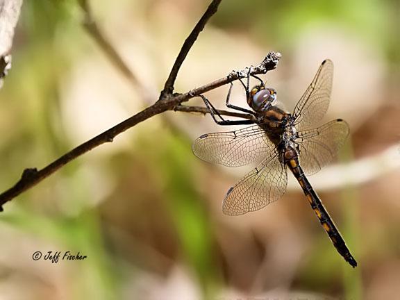 Photo of Beaverpond Baskettail