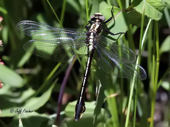 Photo of Skillet Clubtail