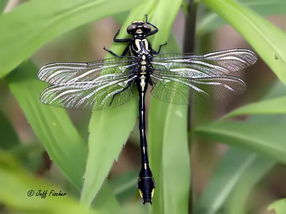 Photo of Cobra Clubtail