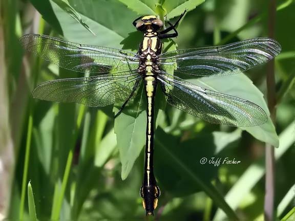 Photo of Skillet Clubtail