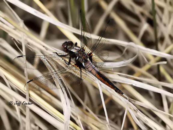 Photo of Chalk-fronted Corporal