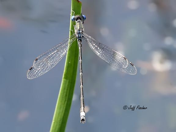 Photo of Southern Spreadwing