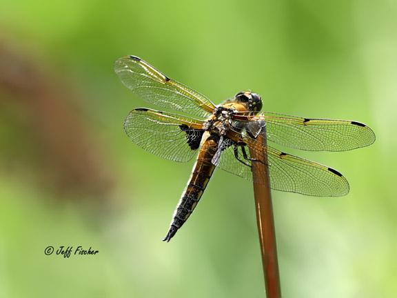 Photo of Four-spotted Skimmer