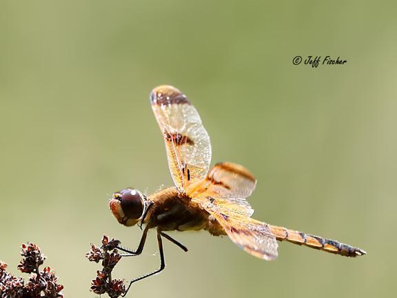 Photo of Painted Skimmer