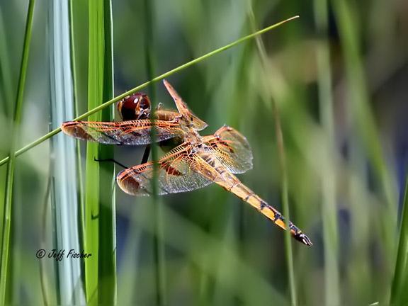 Photo of Painted Skimmer