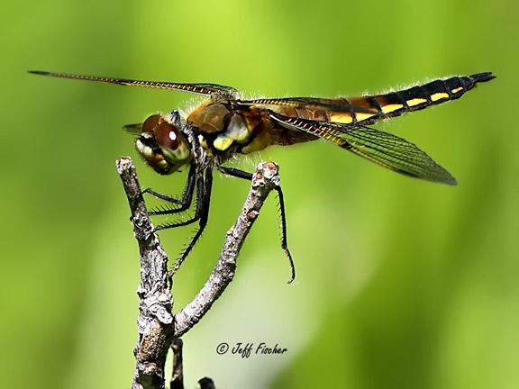 Photo of Four-spotted Skimmer